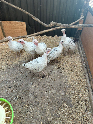 6 Royal Palm Turkey Poults
