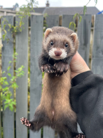 Male for sale 9 weeks