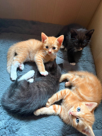 5 kittens for sale