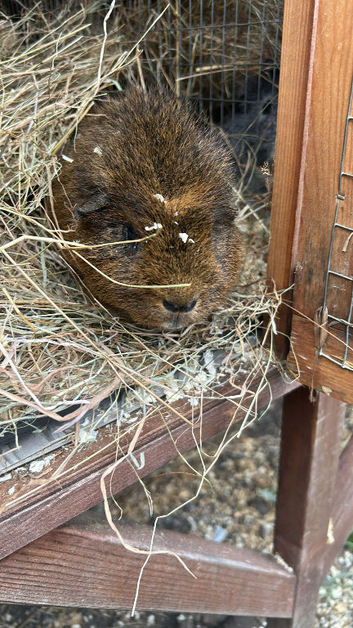 Guinea pig