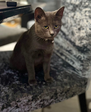 Russian blue cat