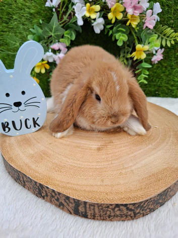 Gorgeous mini lops for sale