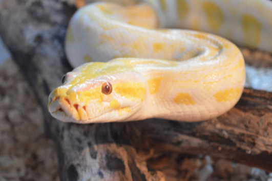 Albino Burmese python