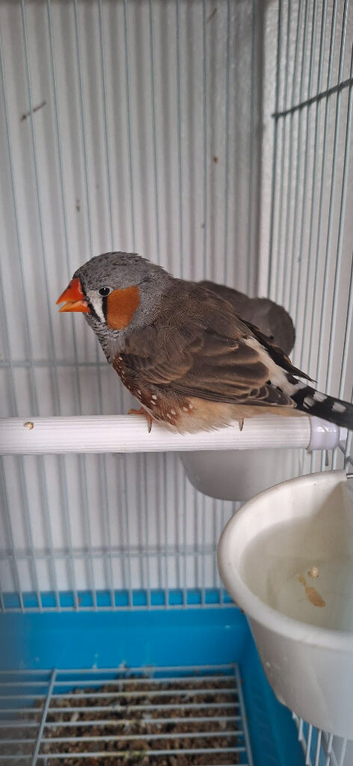 Young Zebra Finches