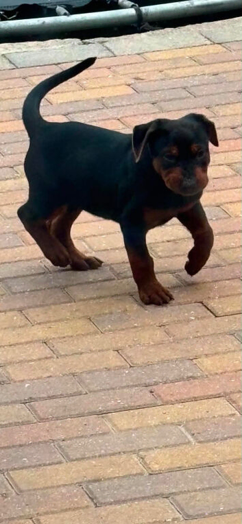 Chinese red dog pup