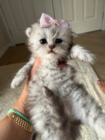 2 silver British shorthair kittens