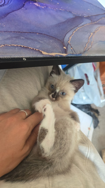 Ragdoll kittens for sale