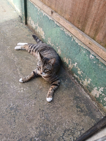 11months tabby boy