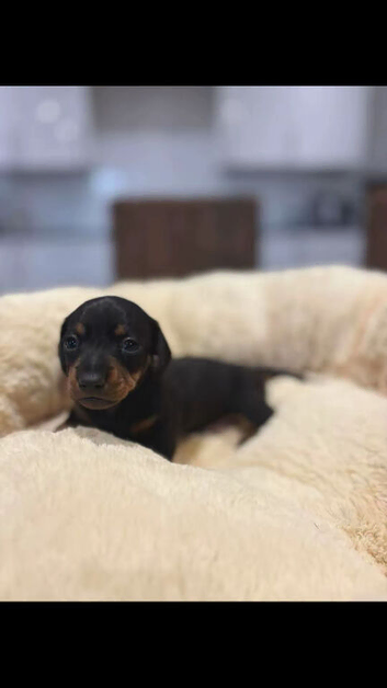 Miniature dashounds