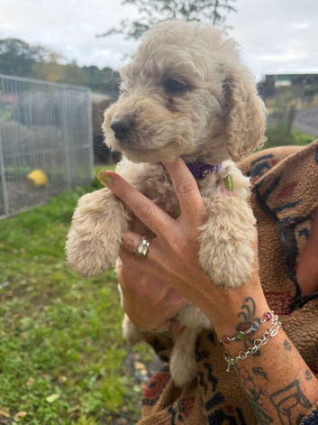 Doodles looking new homes