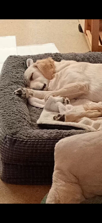 11 month old Golden Retriever Ruby