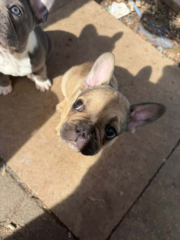 French bulldog