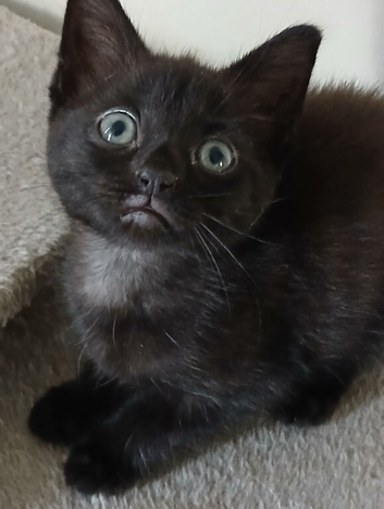 Black fluffy tortoise shell female kitten