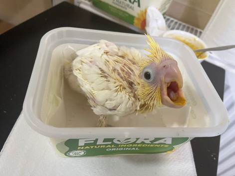 Lesser Sulphur Crested Cockatoo