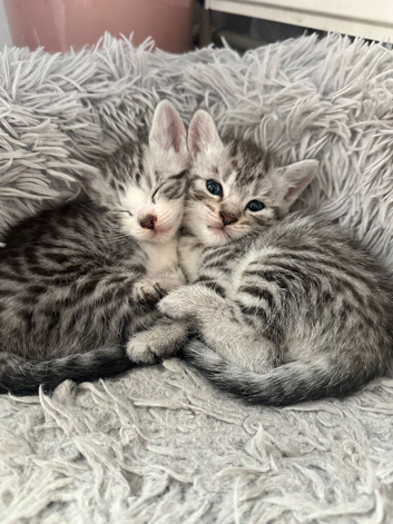 2 male british shorthair x domestic