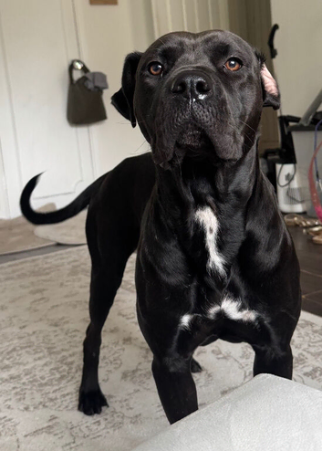Wonderful 2 year old female