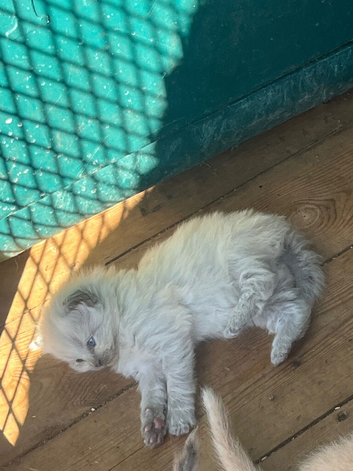 Ragdoll kittens