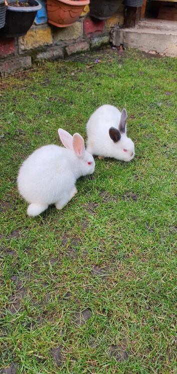 10-Week-Old Baby Rabbits / Bunnies (Himalayan Cross)