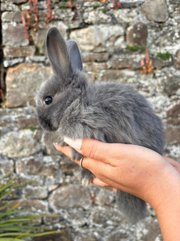 Netherland dwarf