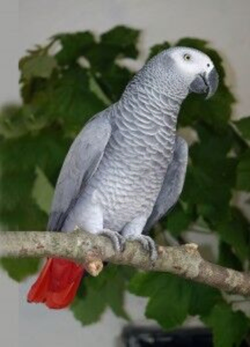 Hi im looking rehome not selling
