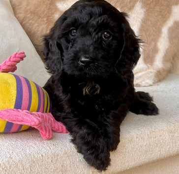 Beautiful Cockapoo puppies