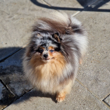 Tiny gorgeous tri colour merle pomeranian female two blue eyes