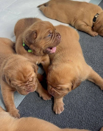Strong Bloodline Dogue De Bordeaux Puppies 3 Girls - 3 Boys