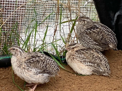 Last Quail Chick Hatch of 2026 - Due This Weekend!