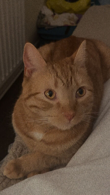 3 cats need homes
