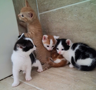 Beautiful kittens ready to go