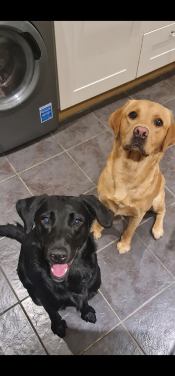 Fox Red & Black Labrador Puppies due