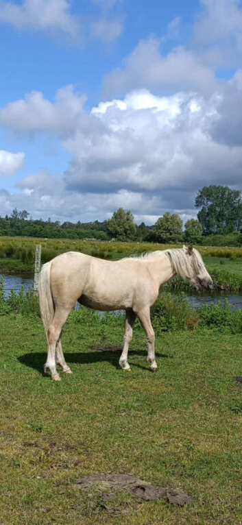 Stunning Palamino Filly