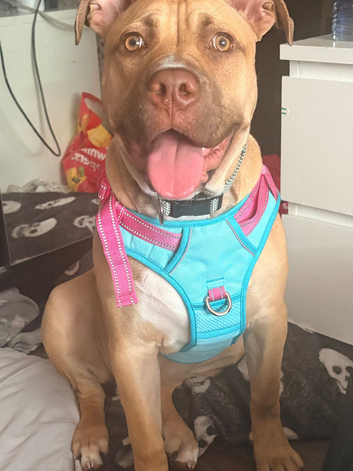 Corso X mastiff 6 months old female