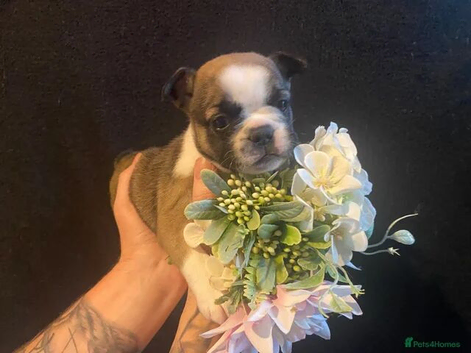 Exceptional litter of French bulldog puppies