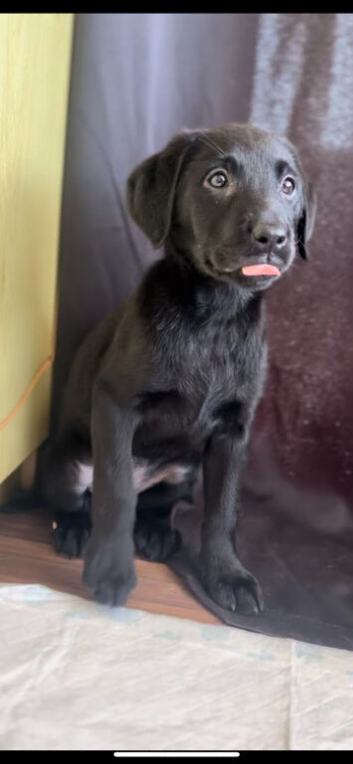 Female lab