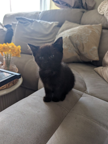 Kittens