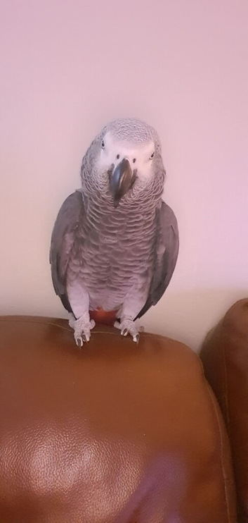 African grey