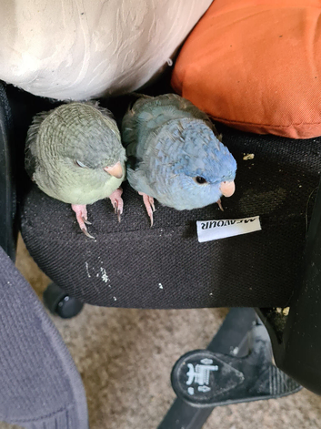 Missing, turquoise female Linnie.