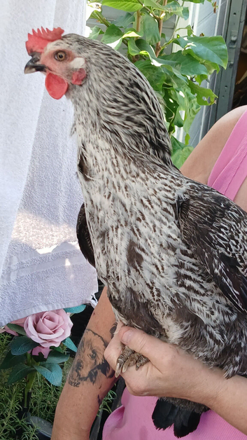 2 hens for sale