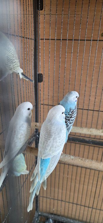 Baby budgie for sale