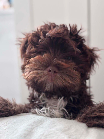 Yorkshire Terrier/Maltipoo mix puppy for sale. Very cute and obedient. Has training and a chip.