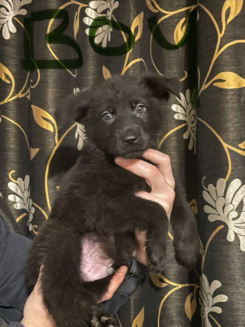 German shepherd pups ready to leave