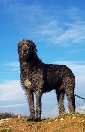 Irish Wolfhound Stud