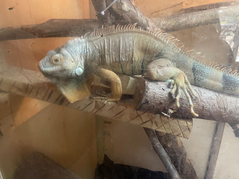Stunning male Iguana