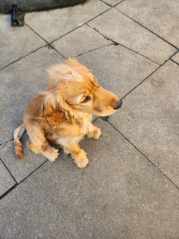 Cocker Spaniel