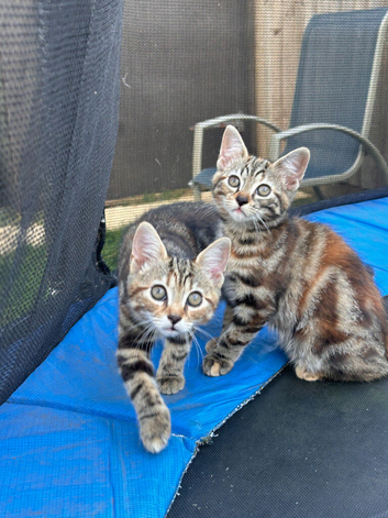 Last 2 Bengal cross girls are ready to go