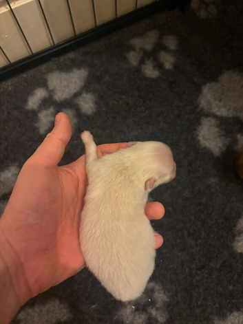Pomeranians