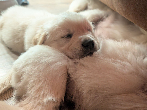 Adventure-Ready Golden Retriever Puppies