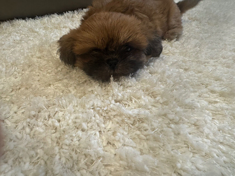 Kc registered shih tzu puppy