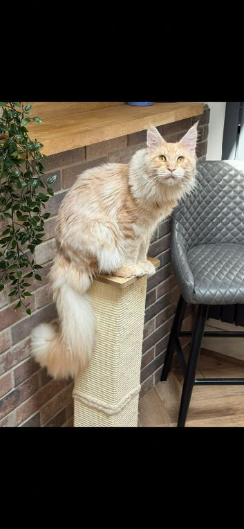 Stud offered Cream Maine Coon